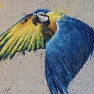 Blue and Yellow Macaw