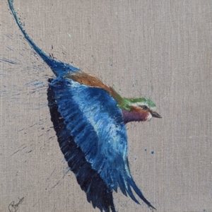 Lilac breasted roller flying down