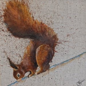 Red Squirrel