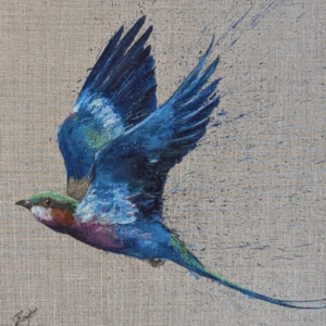 Lilac breasted roller wings up