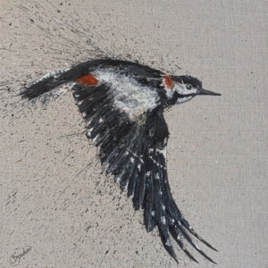 Woodpecker in flight