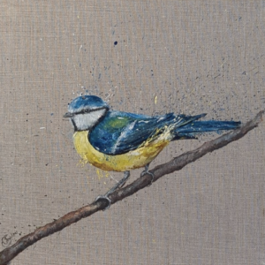 Blue tit