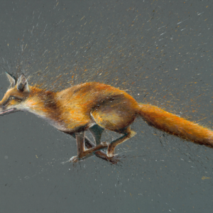 Fox breaking cover